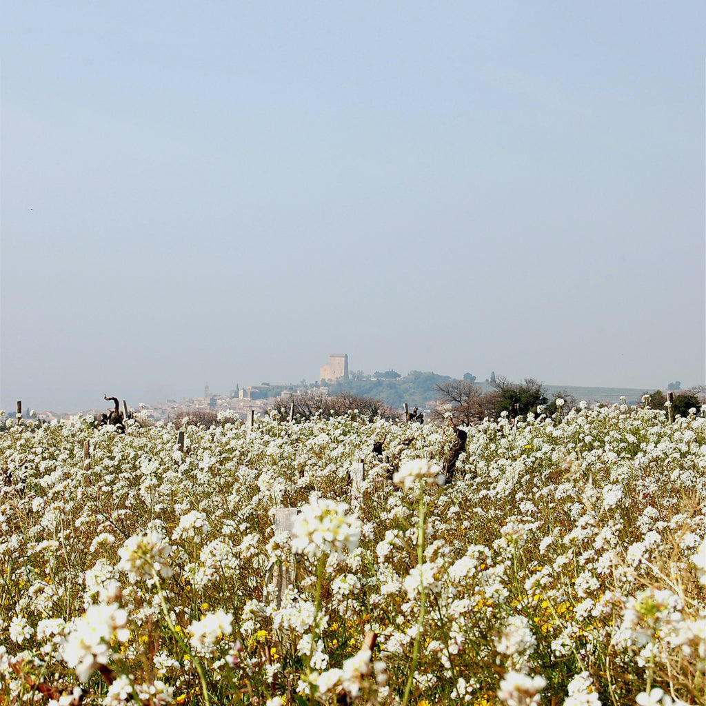 A field of flora, daisies and buttercups with the city of Avignon on a hilltop in the distance