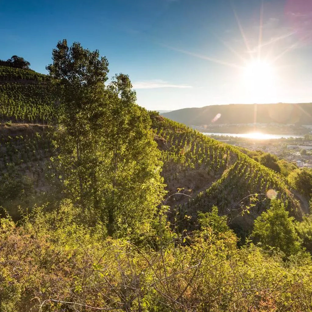 Hillside Vineyards of Saint Joseph brightly lit by midday sun