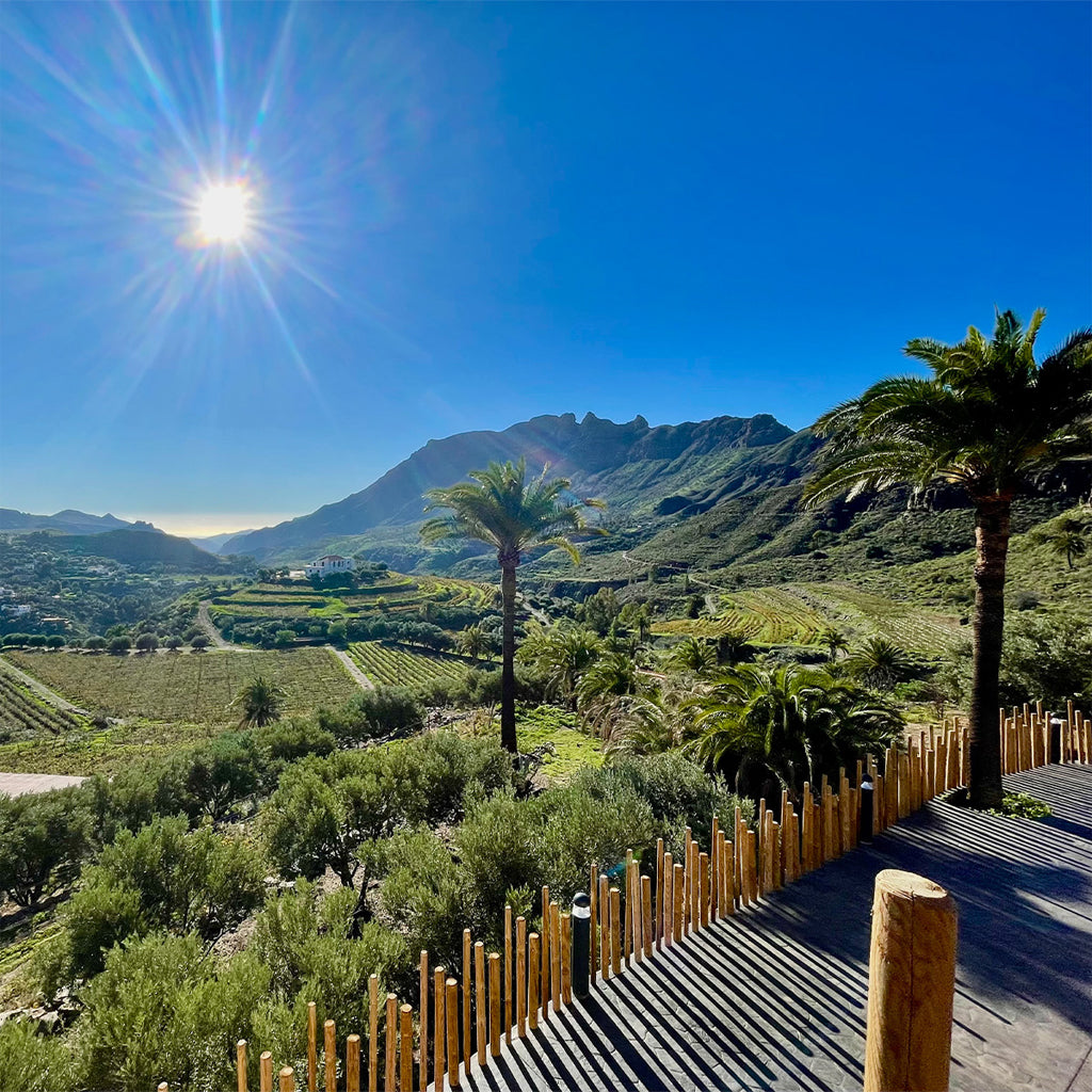View of Bodega Tamerán Vineyards from Winery Balcony