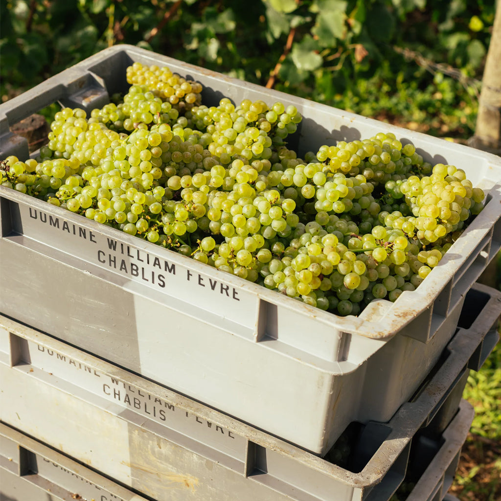 Domaine William Fèvre Chablis Grape Harvest Crates