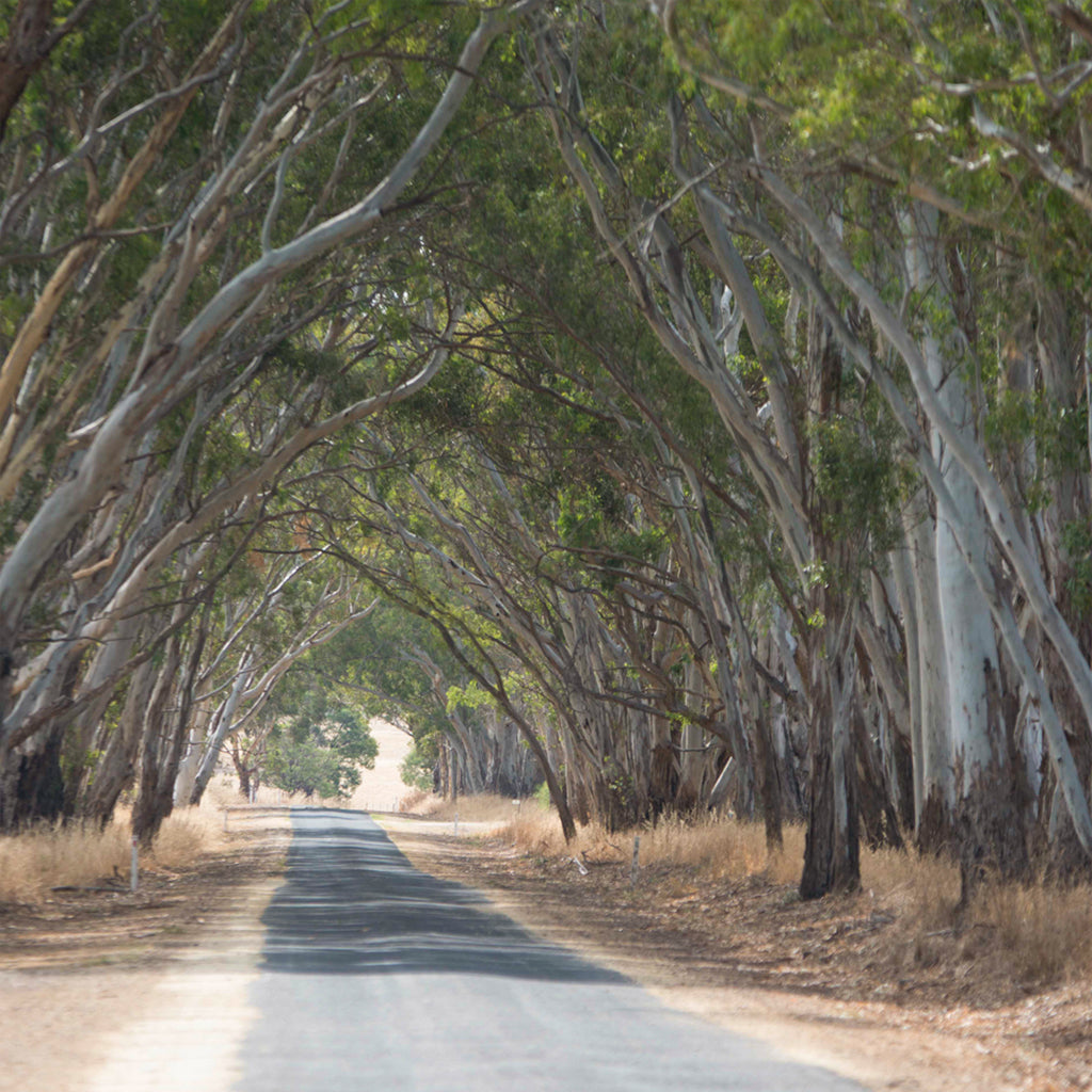 Wrattonbully Wine Region
