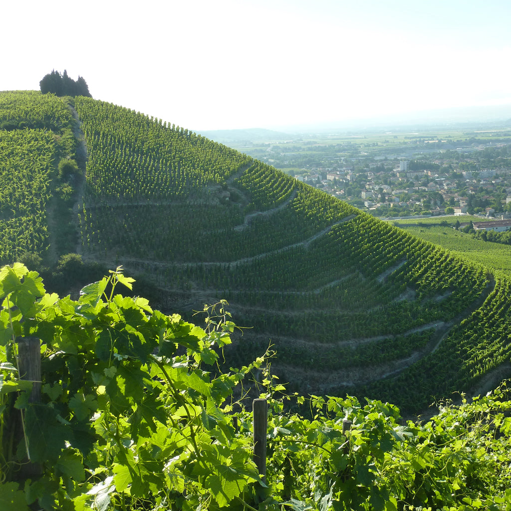 THE RHÔNE